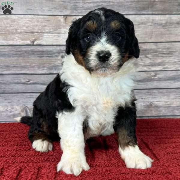 Oreo, Bernedoodle Puppy